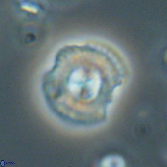 Coccolithus supremus 68367