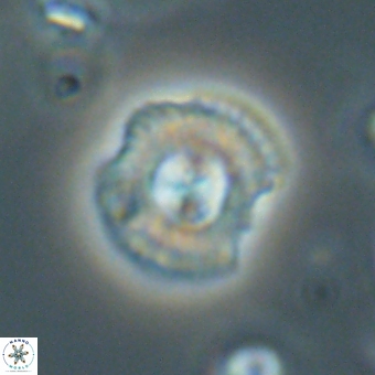 Coccolithus supremus 68367