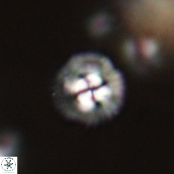 Coccolithus supremus 68300