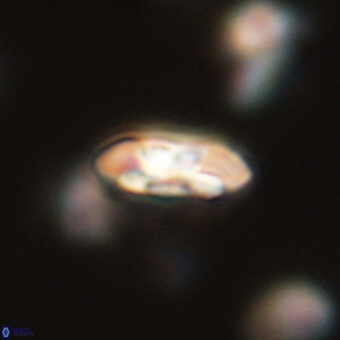 Coccolithus supremus 68305