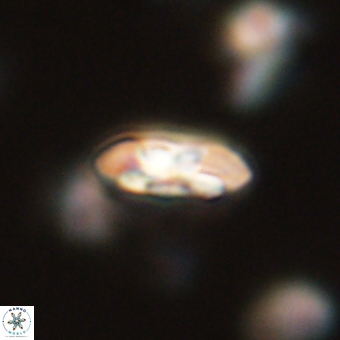 Coccolithus supremus 68305