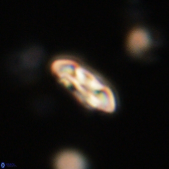 Coccolithus supremus 68306
