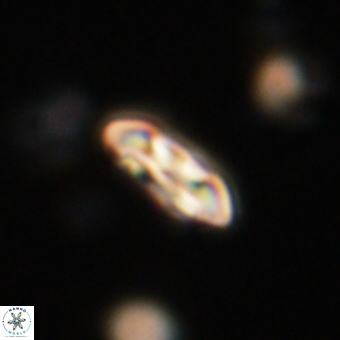Coccolithus supremus 68306