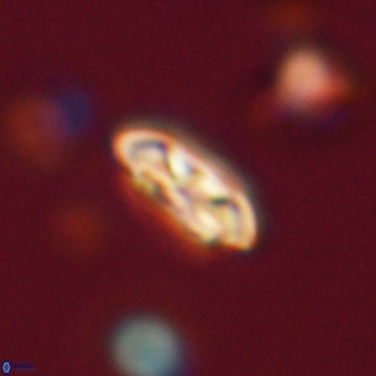 Coccolithus supremus 68307