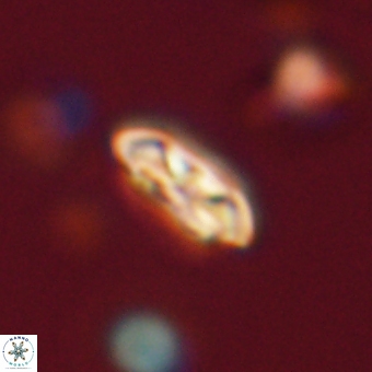 Coccolithus supremus 68307