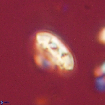 Coccolithus supremus 68320