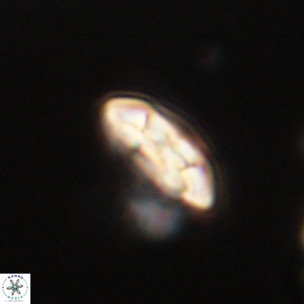 Coccolithus supremus 68323