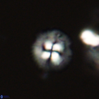 Coccolithus supremus 68324