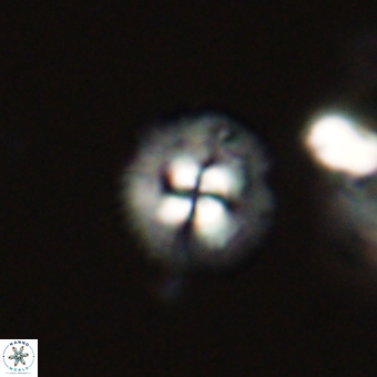 Coccolithus supremus 68324