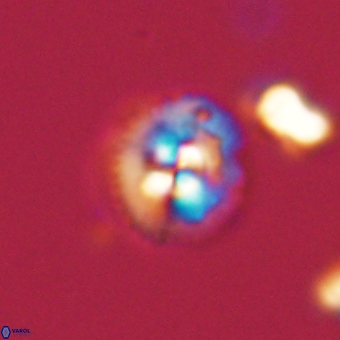 Coccolithus supremus 68325