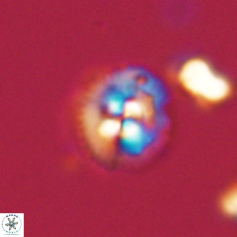 Coccolithus supremus 68325