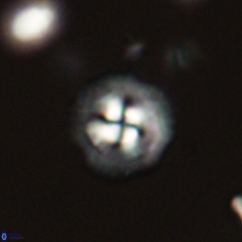 Coccolithus supremus 68326