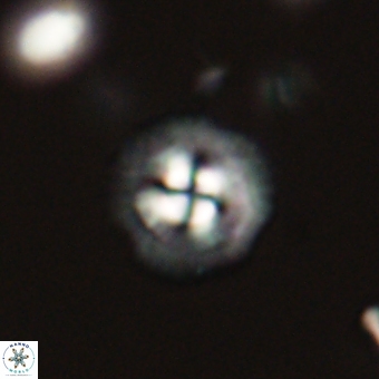 Coccolithus supremus 68326