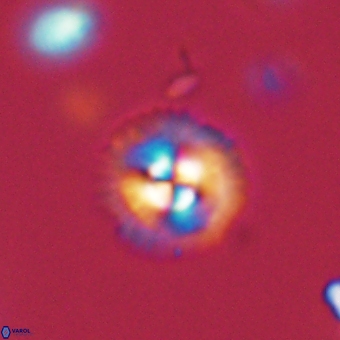 Coccolithus supremus 68328