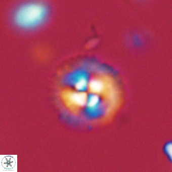 Coccolithus supremus 68328