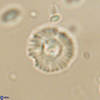 Coccolithus supremus 68331