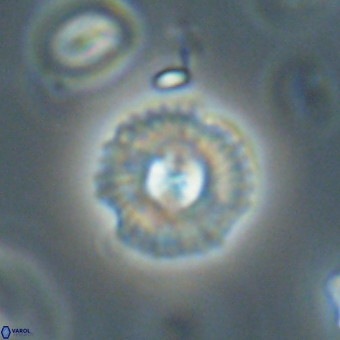 Coccolithus supremus 68332