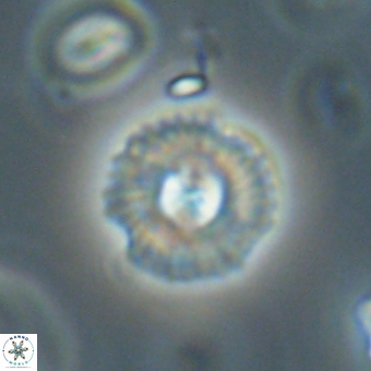 Coccolithus supremus 68332