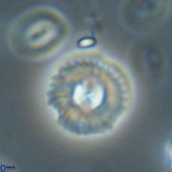 Coccolithus supremus 68333