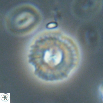 Coccolithus supremus 68333