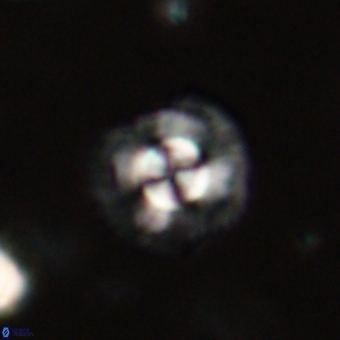 Coccolithus supremus 68337