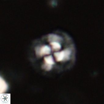 Coccolithus supremus 68337