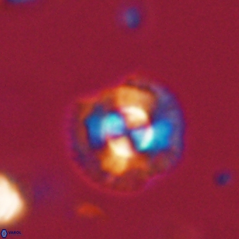 Coccolithus supremus 68338