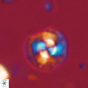 Coccolithus supremus 68338