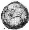 Calcidiscus leptoporus VR 06076
