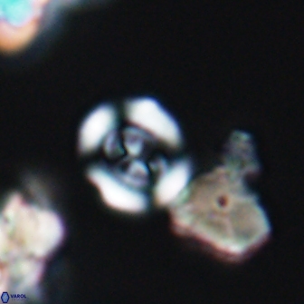 Coptolithus baticlypeatus 8847
