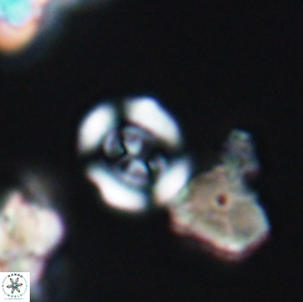 Coptolithus baticlypeatus 8847
