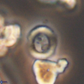Coptolithus baticlypeatus 8848