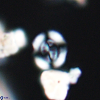 Coptolithus baticlypeatus 8851