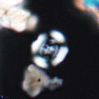 Coptolithus baticlypeatus 8852