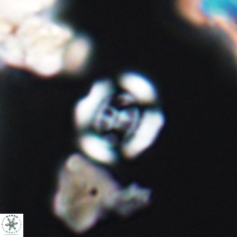Watznaueria baticlypeatus 8852