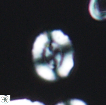 Coptolithus baticlypeatus 8926