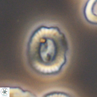 Coptolithus baticlypeatus 8929