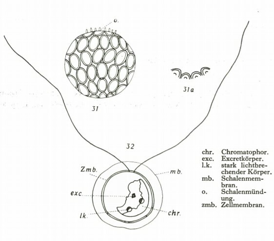 Coronosphaera mediterranea 26500