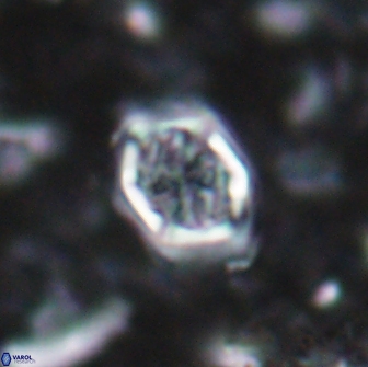 Corollithion completum 14117