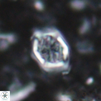 Corollithion completum 14117