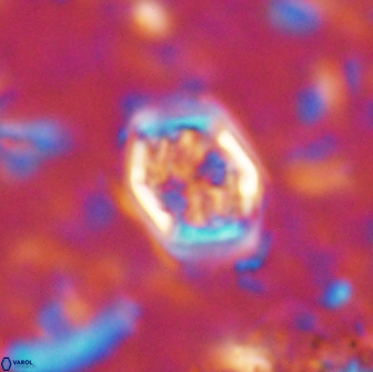 Corollithion completum 14118