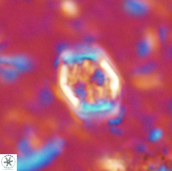 Corollithion completum 14118