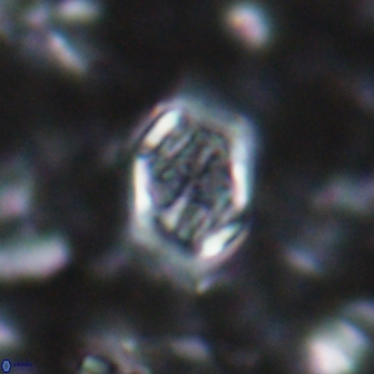 Corollithion completum 14119