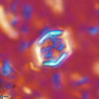 Corollithion completum 14124