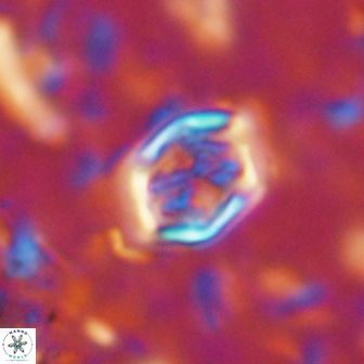 Corollithion completum 14124