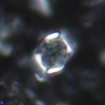 Corollithion completum 14125