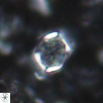 Corollithion completum 14125