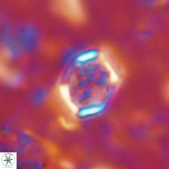 Corollithion completum 14126