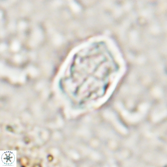 Corollithion completum 14127