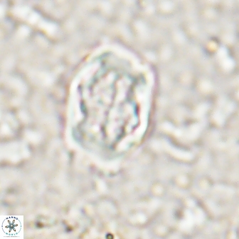 Corollithion completum 14128